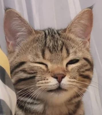 첫구매 고객이면? 이벤트 페이지는 제목 한줄만!